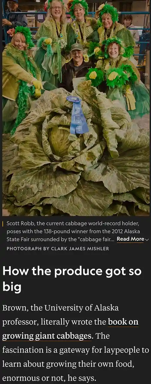 A large, prize-winning cabbage with a blue ribbon sits in the foreground, surrounded by several people dressed in green…