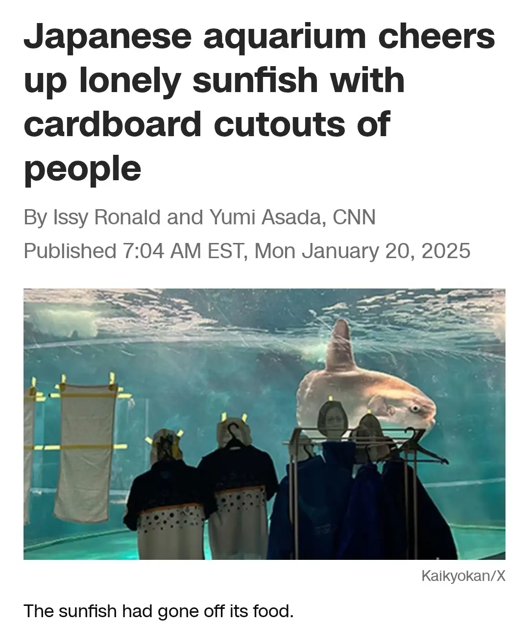 An image from a CNN article shows a large sunfish in an aquarium tank, looking at cardboard cutouts of people hanging on…