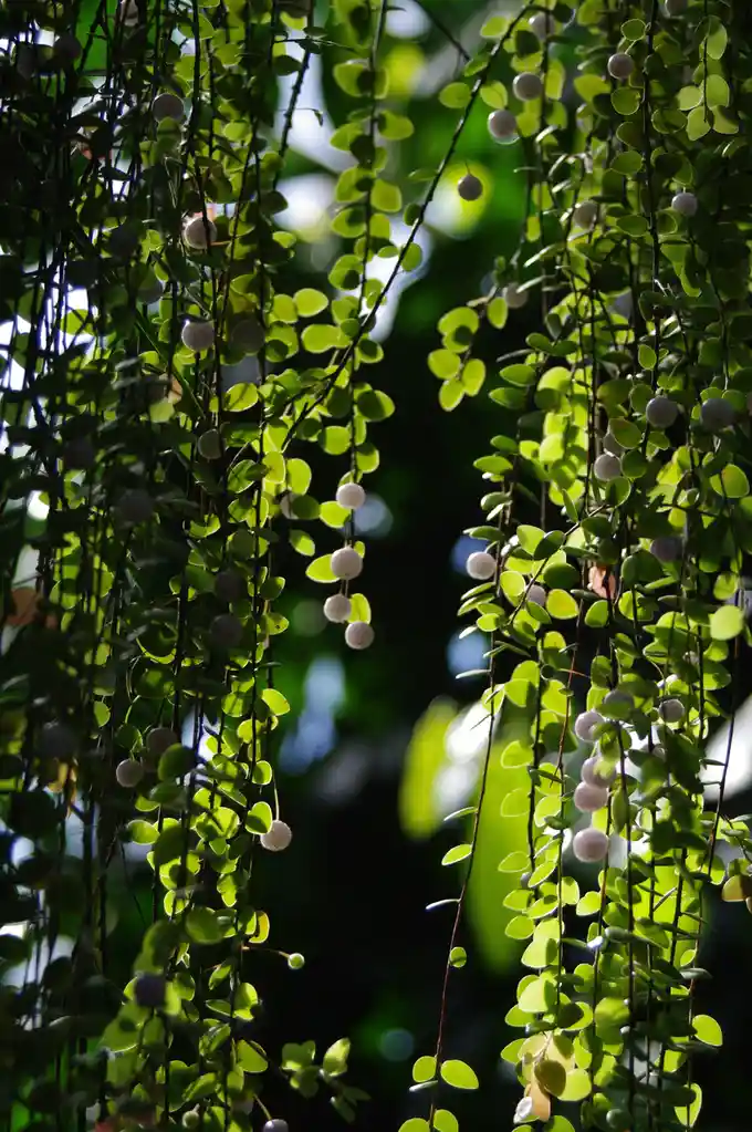 A close-up photograph of a lush, hanging plant with small, round, white berries and vibrant green, oval-shaped leaves…