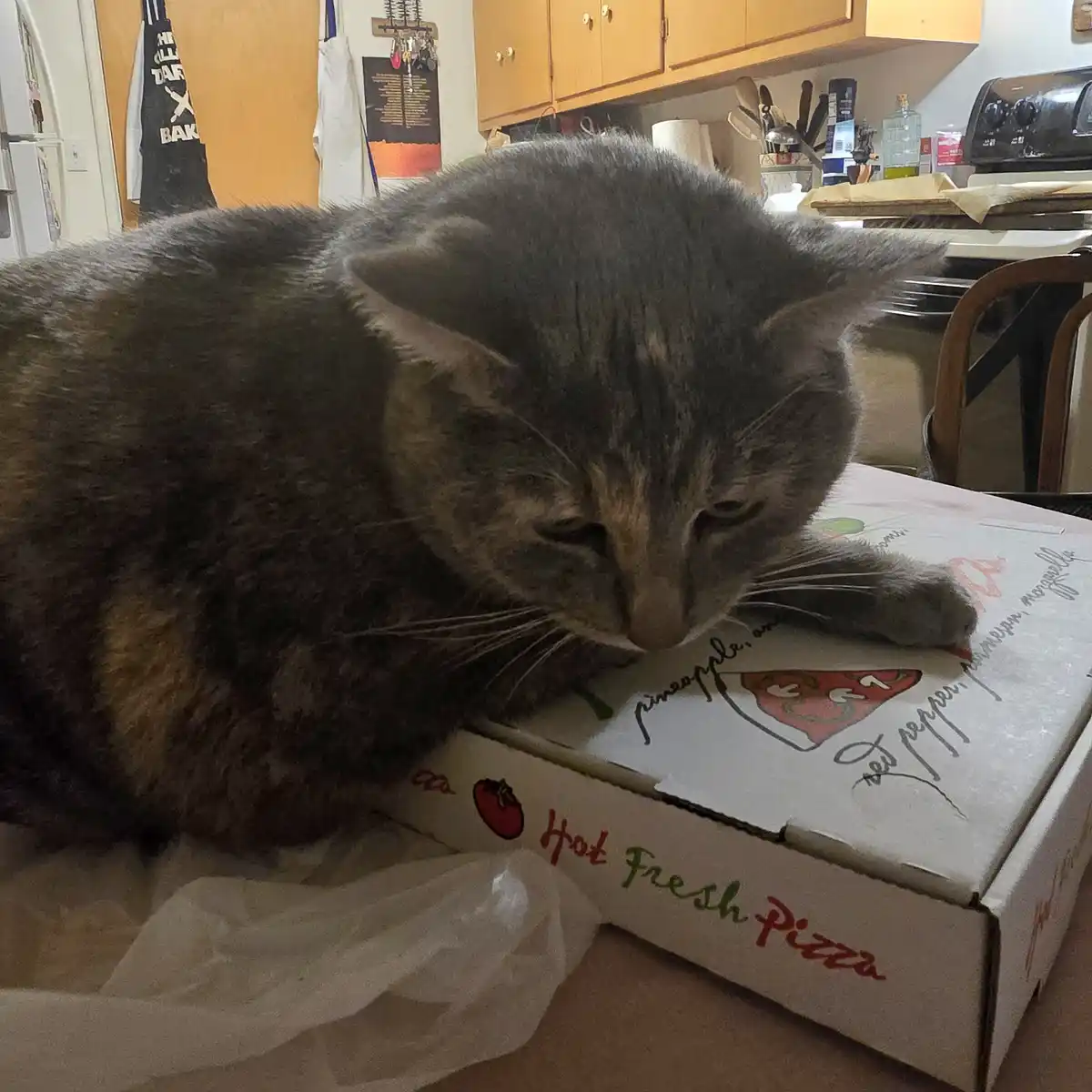 A gray tabby cat is curled up and resting its head on a pizza box labeled 'Hot Fresh Pizza' with visible toppings like…