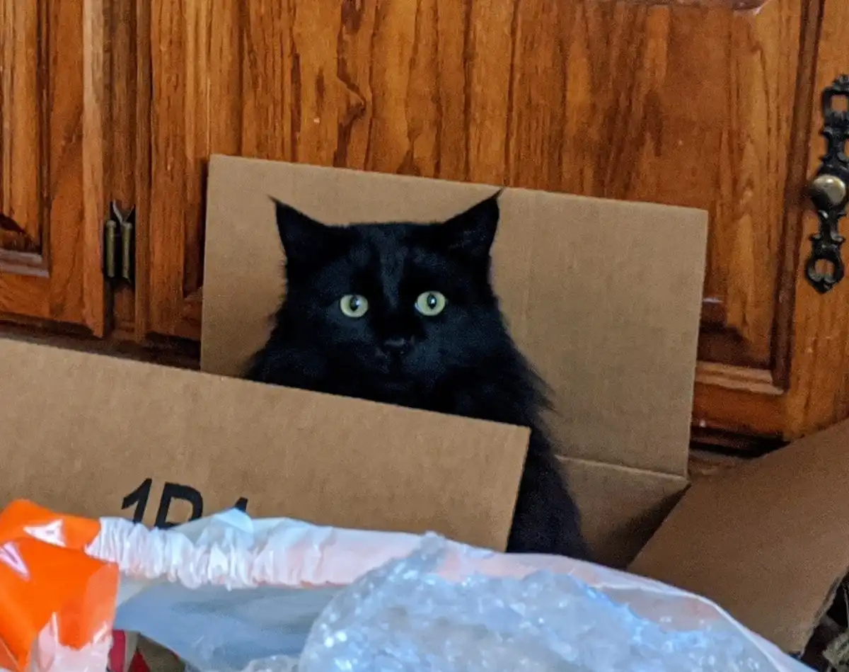 Meet George: My Feline Friend Who's Infected Me Twice!