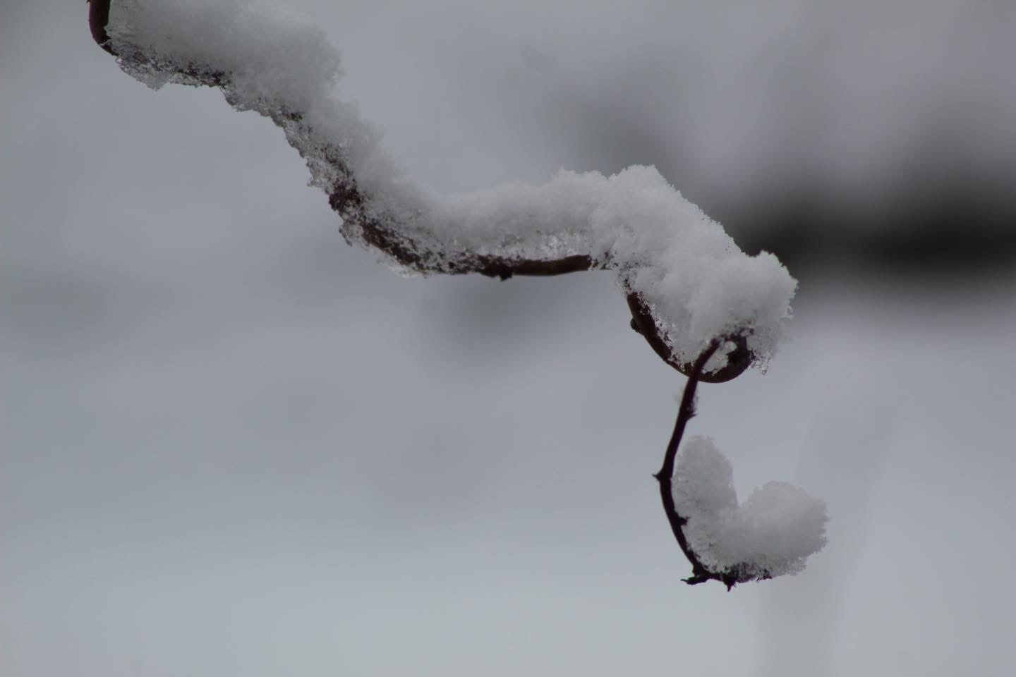 A close-up photo shows a thin, dark plant stem covered in snow, with the snow forming a distinct heart shape at the end of a…