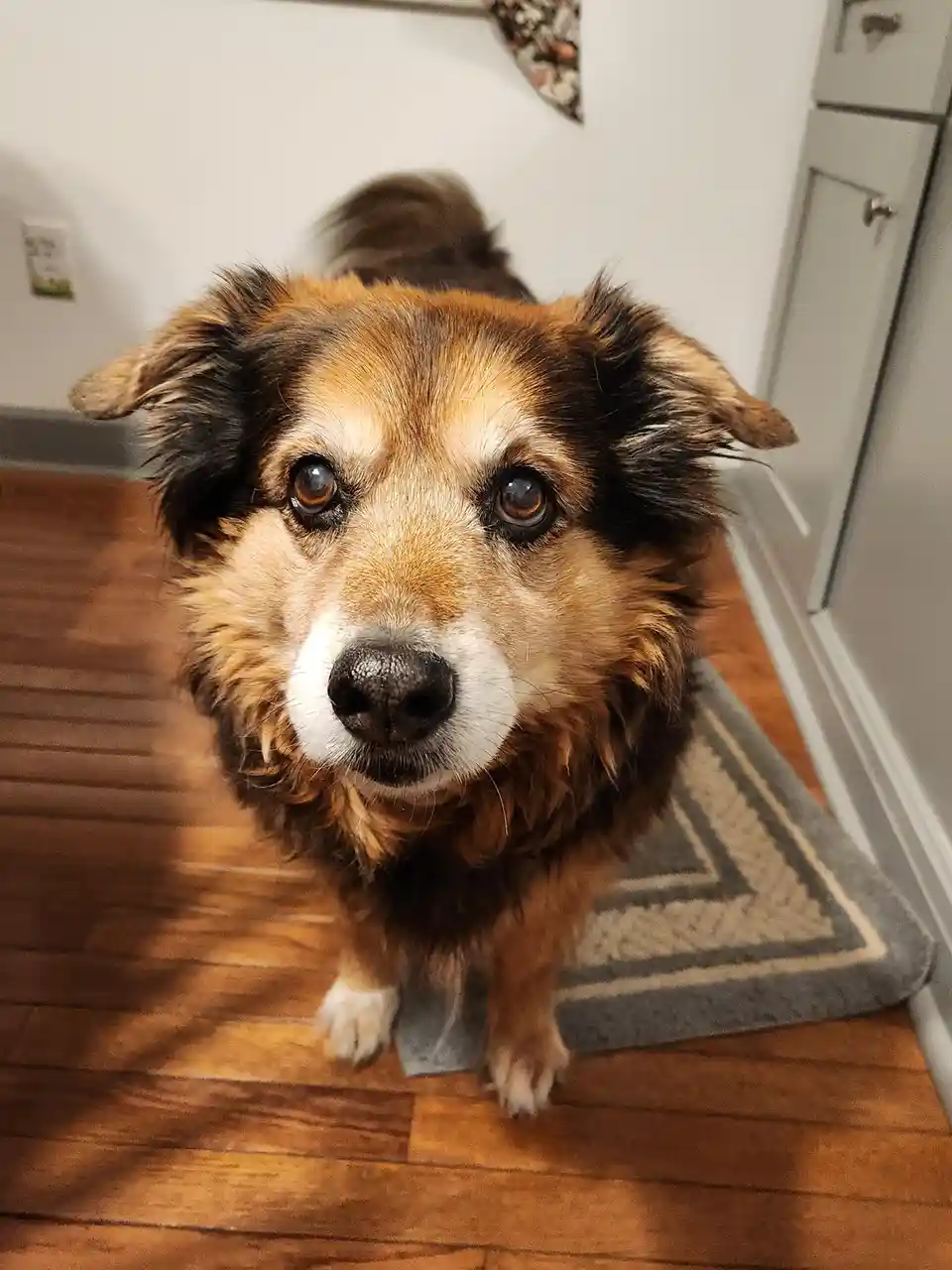 A close-up photo of a fluffy brown and black dog with large, pleading eyes looking directly at the camera, standing on a…