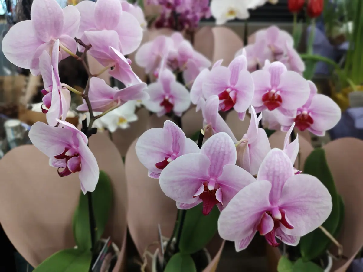 A close-up photo shows multiple pink and white orchids with dark red centers, arranged in pots with brown paper wraps. The…