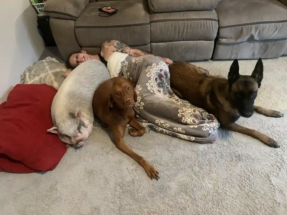 A person with tattoos lies on a carpet next to a large grey pig, a brown dog, and a black-and-tan dog, all resting together…