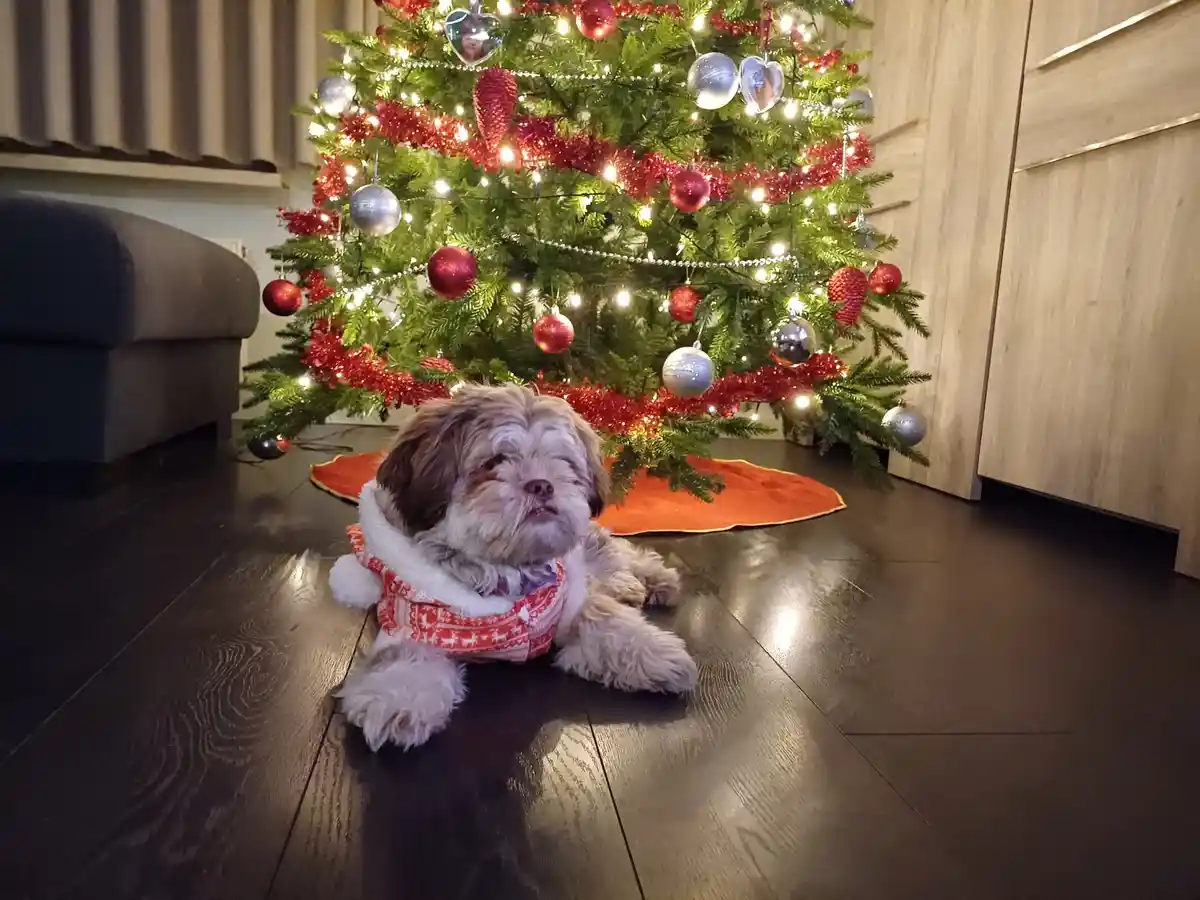 The Magic of Christmas Time: A Season of Joy