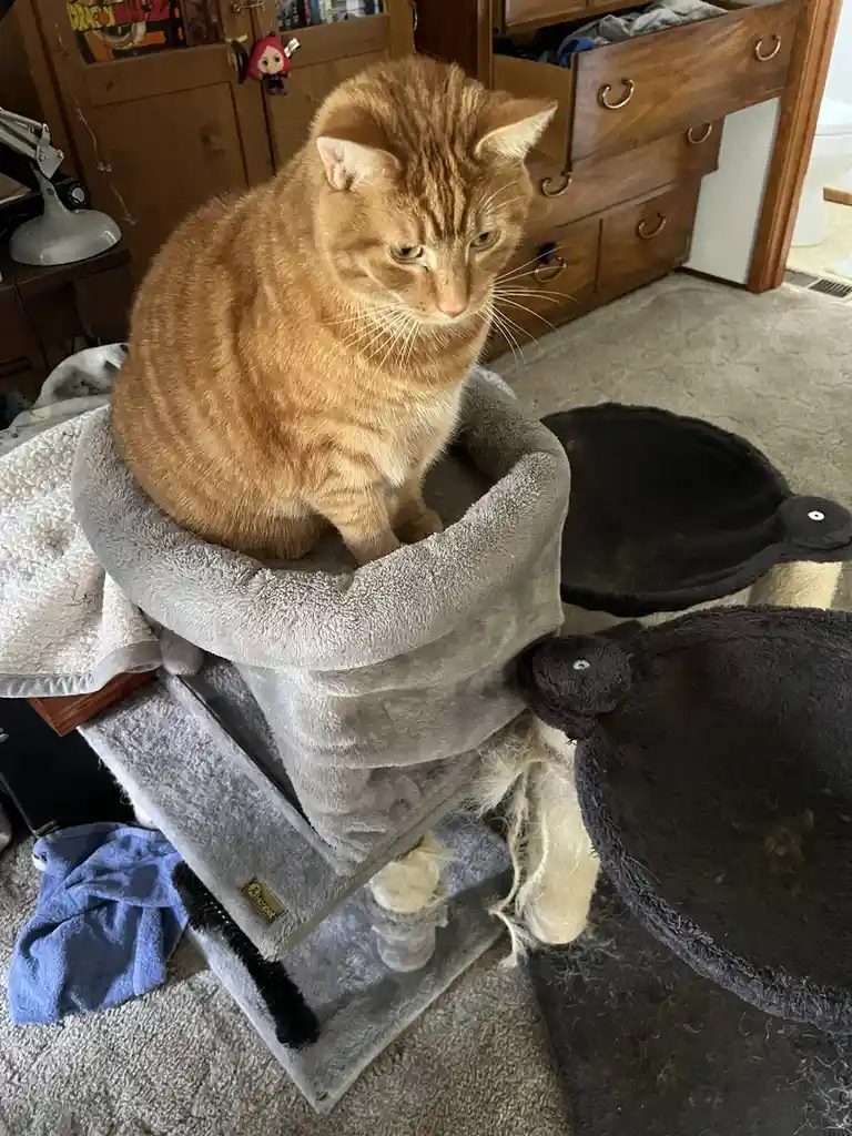 An orange tabby cat sits atop a grey cat tree, looking down with a bored expression. The cat tree has visible cat hair…