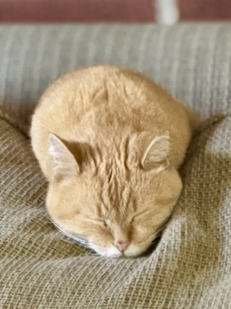 Keogh: The Ultimate Champion of Naptime