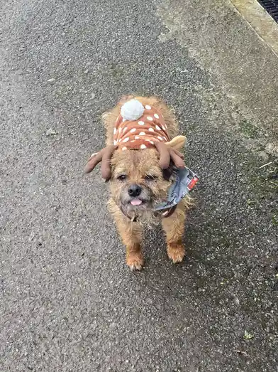 A small, scruffy brown dog stands on a paved surface, wearing a brown polka-dotted deer costume with antlers and a white…