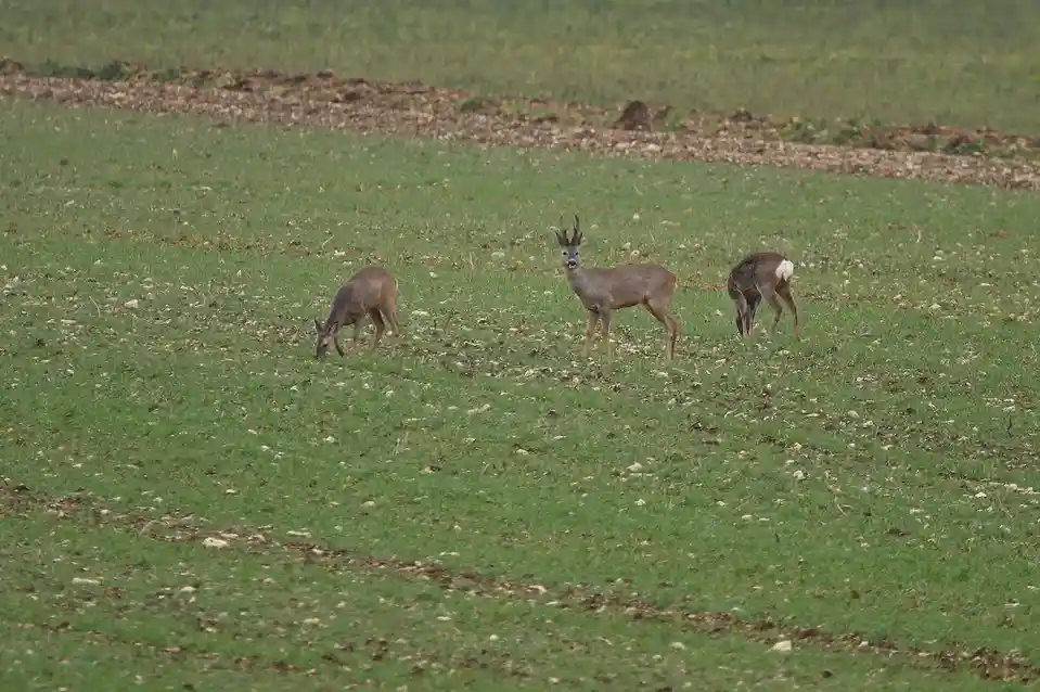 Three deer are in a grassy field; one in the center looks directly at the camera with a surprised expression, while the…