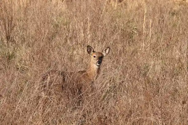 A young deer with large ears and a brown coat is peeking out from tall, dry, golden-brown grass, looking directly at the…