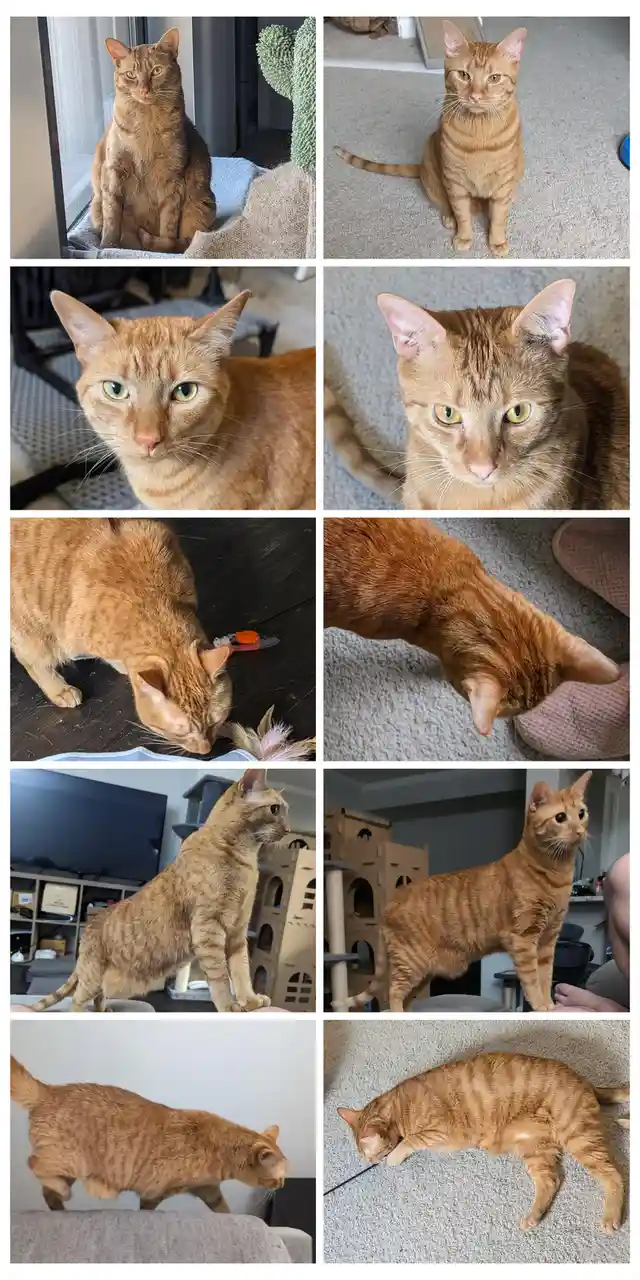 A collage of eight photos of an orange tabby cat in various poses: sitting upright, looking intensely at the camera…