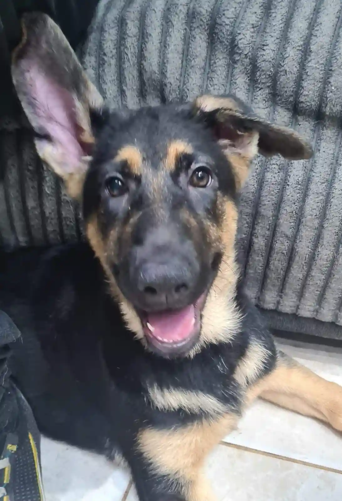 A young German Shepherd puppy with black and tan fur sits on a tiled floor in front of a gray textured couch, looking up…