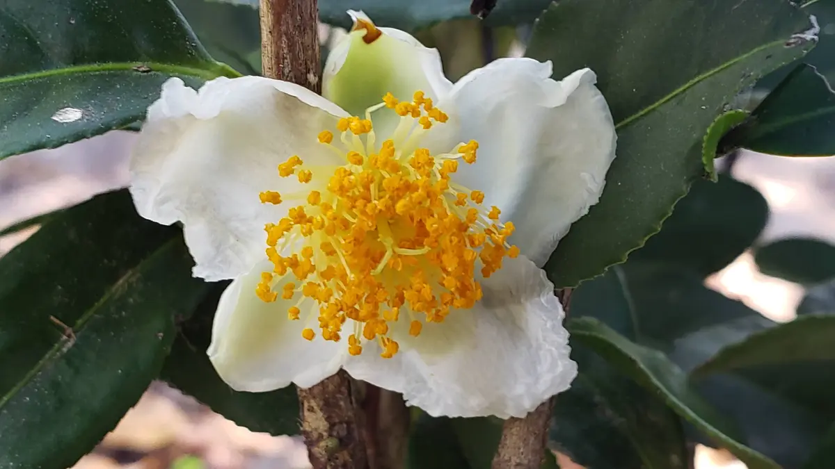 A close-up photo of a white flower with yellow stamens on a tea plant, surrounded by dark green leaves, with the overlaid…
