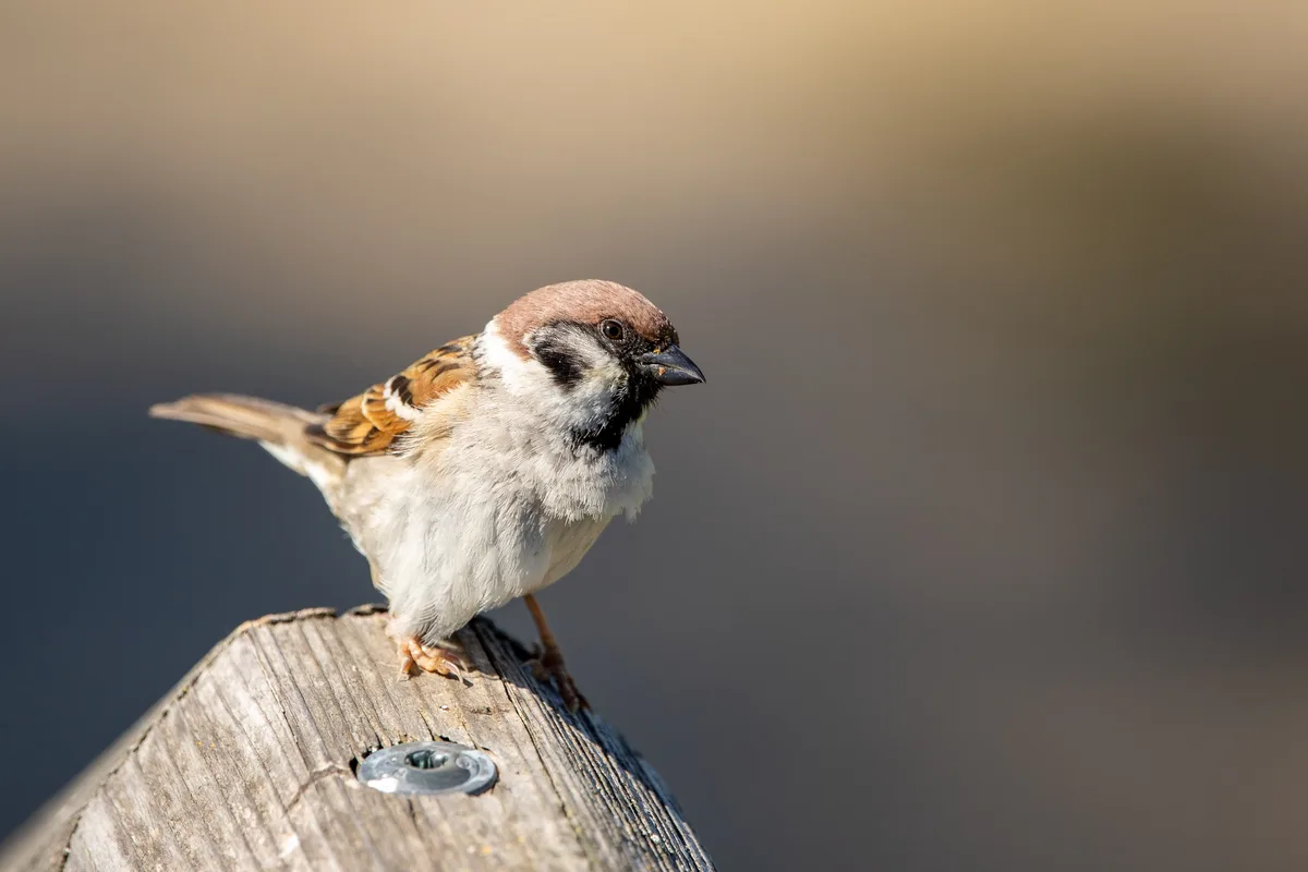 A close-up photograph of a small brown and white sparrow perched on the top of a weathered wooden post with a metal washer…