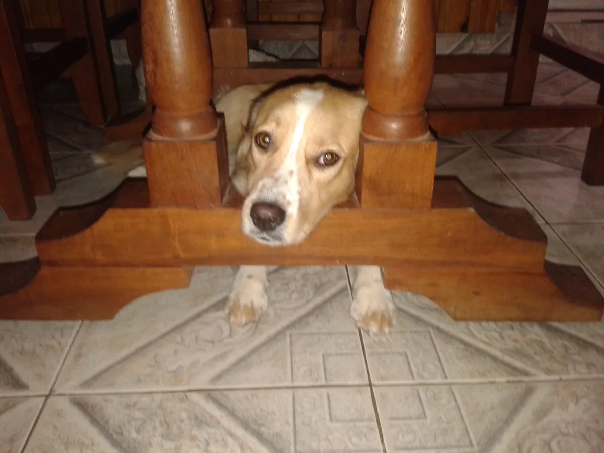 A tan and white dog with a white stripe down its face is peeking out from under a wooden dining table, looking directly at…