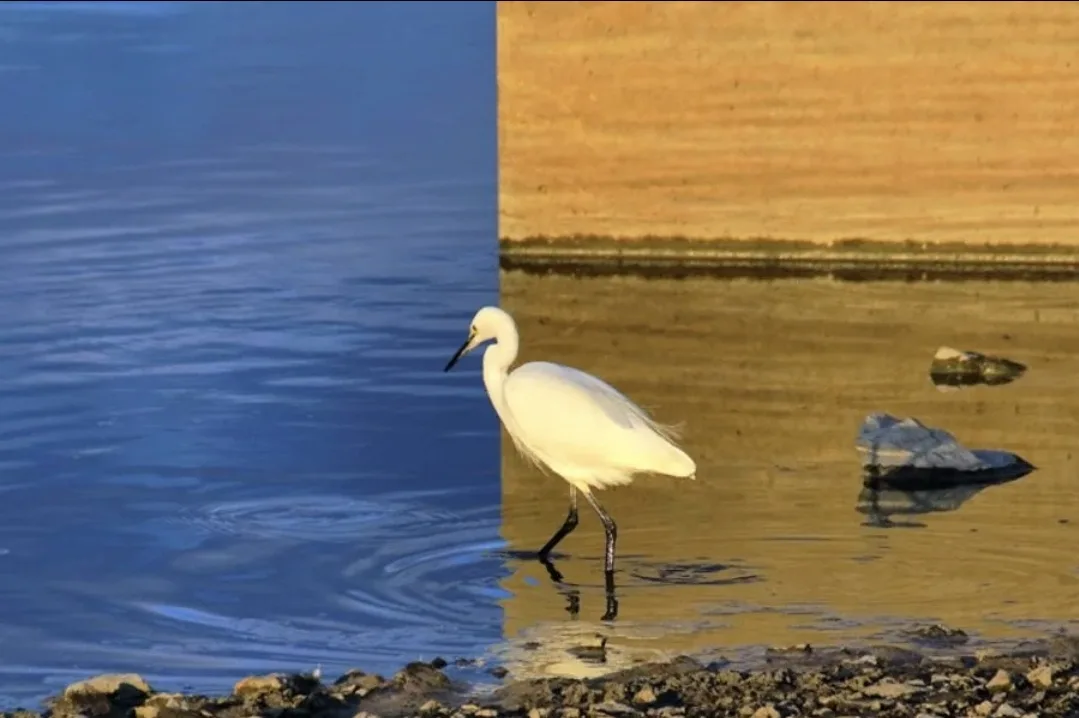 A white egret stands in shallow water where the left side is blue and the right side is golden-yellow, creating a stark…