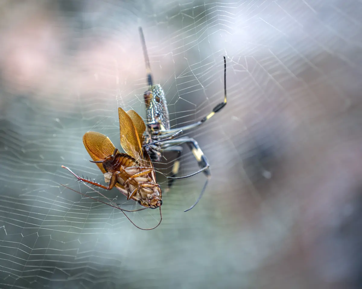 A close-up photograph shows a large, ornate spider with black and yellow markings holding a cockroach in its web. The…