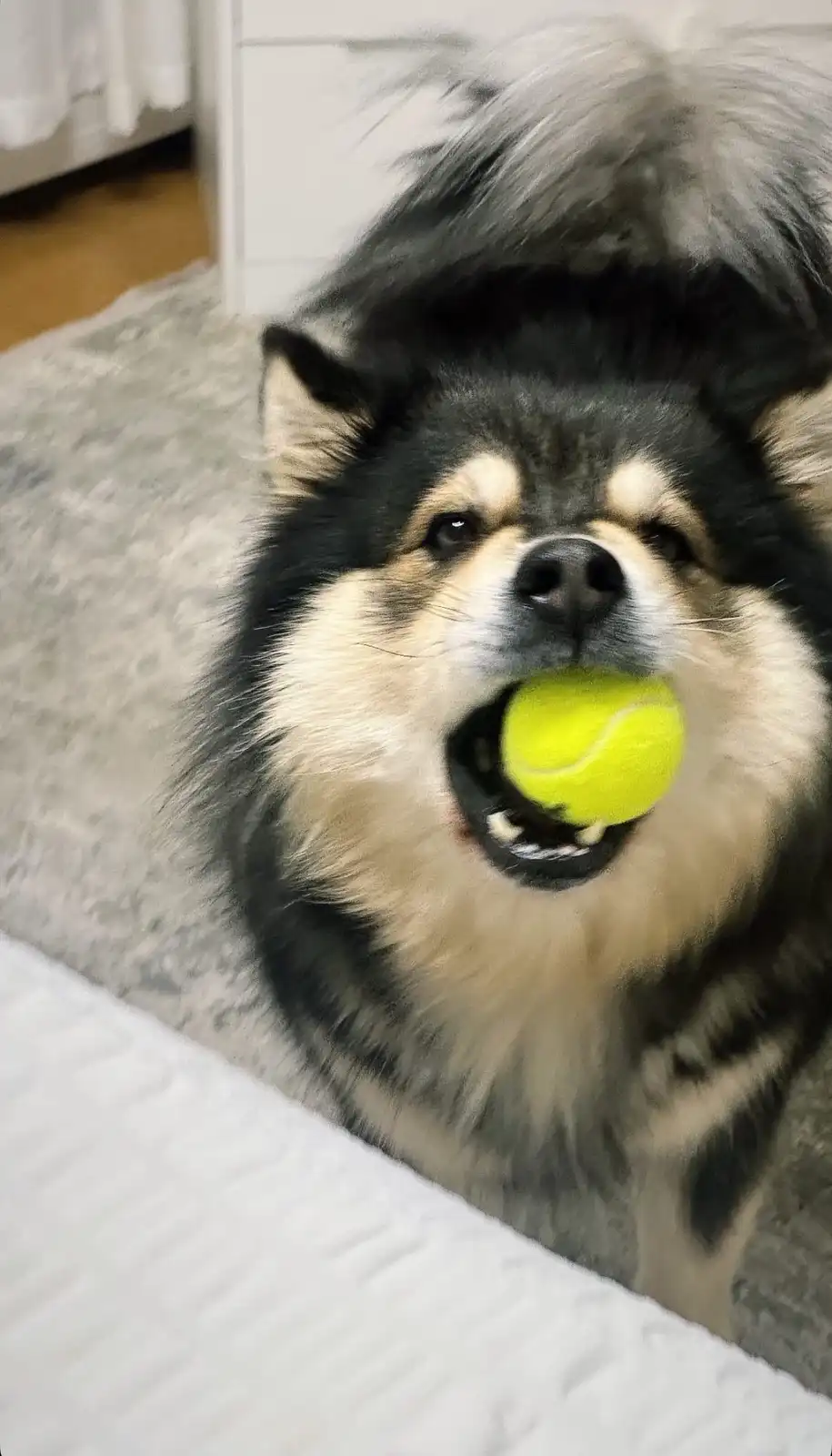 A fluffy black and white dog with a tan muzzle is lying on a gray blanket, holding a bright yellow tennis ball in its mouth…