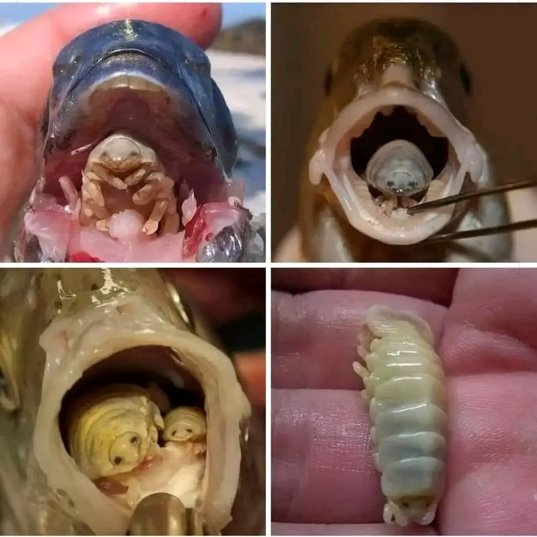 Four images show close-ups of fish with parasitic isopods (specifically, tongue-eating lice) inside their mouths. One image…