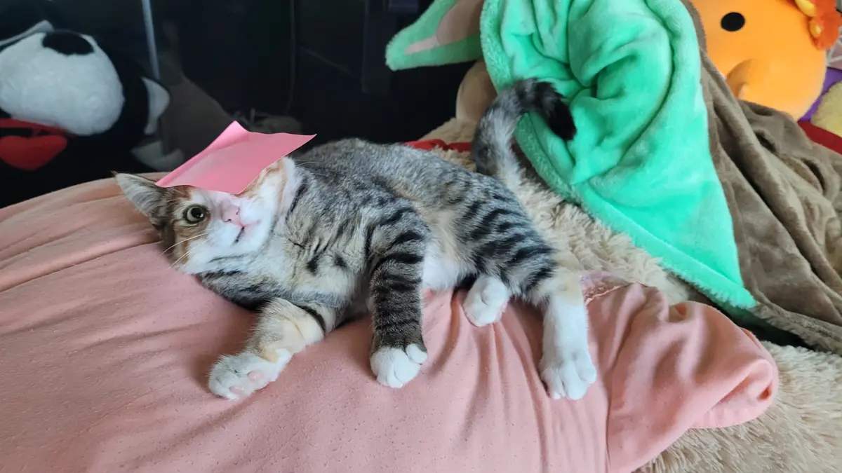 A tabby cat with white paws and a pink paper hat lies sprawled on a pink blanket, looking upward with one eye open. Behind…