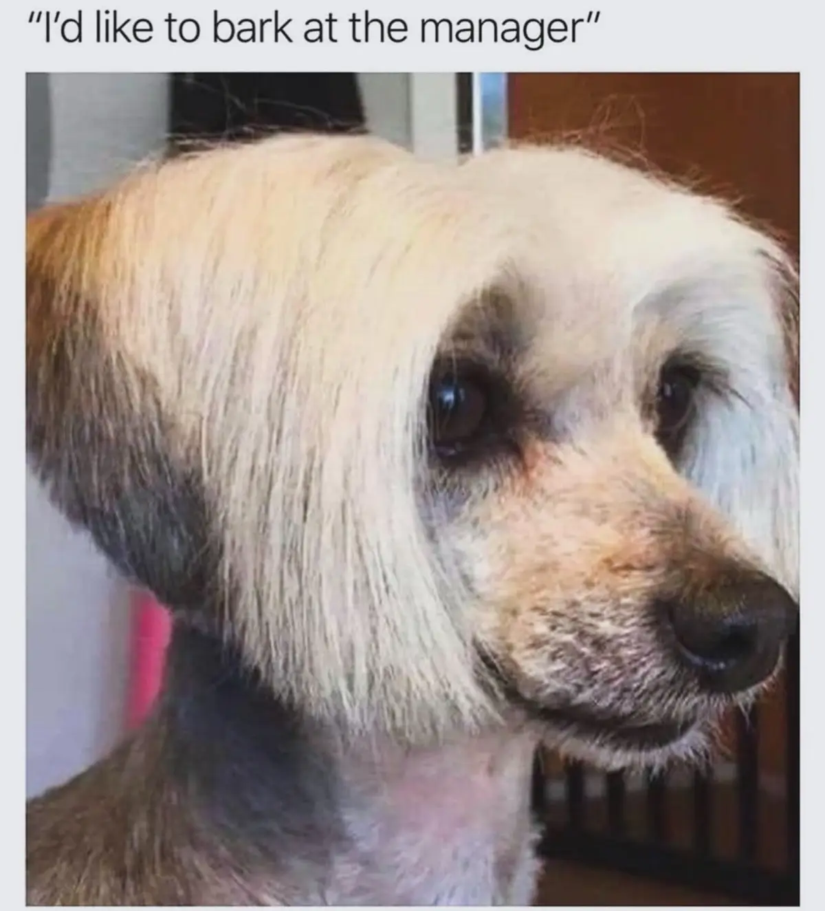 A close-up photo of a dog with long, shaggy, light-colored fur covering its eyes and face, giving it a disheveled…