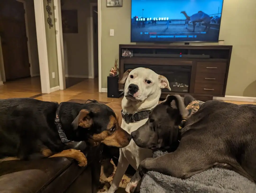 Three dogs are gathered in a living room, with a TV in the background displaying the title 'KING OF CLONES' over a scene…
