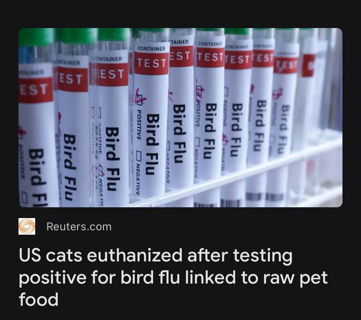 A row of test tubes labeled 'Bird Flu' with some marked 'Positive' are shown, overlaid with a Reuters headline about US cats…