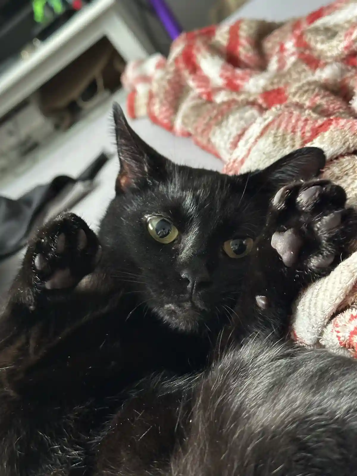 Ash is Settling In Perfectly! She's Already Mastering the Art of Begging