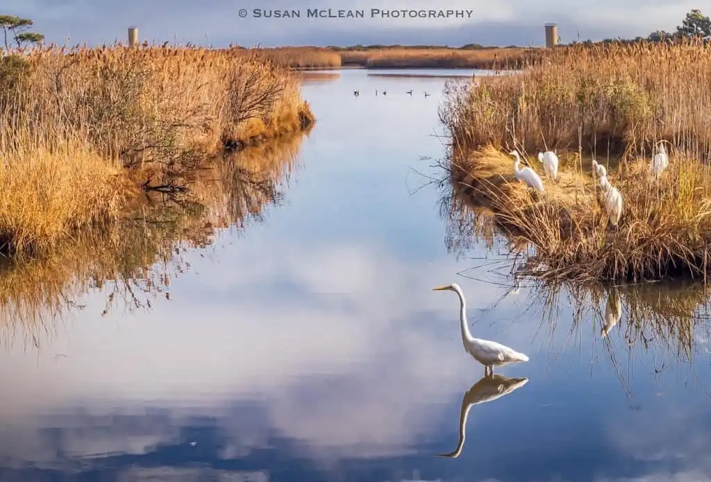 A serene photograph of a marsh with golden reeds and calm water reflecting the sky. Several white egrets are visible, one…