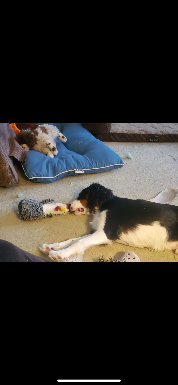 A black, white, and brown dog lies on a beige carpet, sleeping with its head on a plush toy. In the background, another dog…