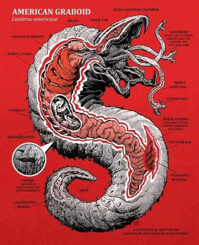 A detailed anatomical illustration of a fictional creature called the 'American Graboid' (Caederus americana) against a red…