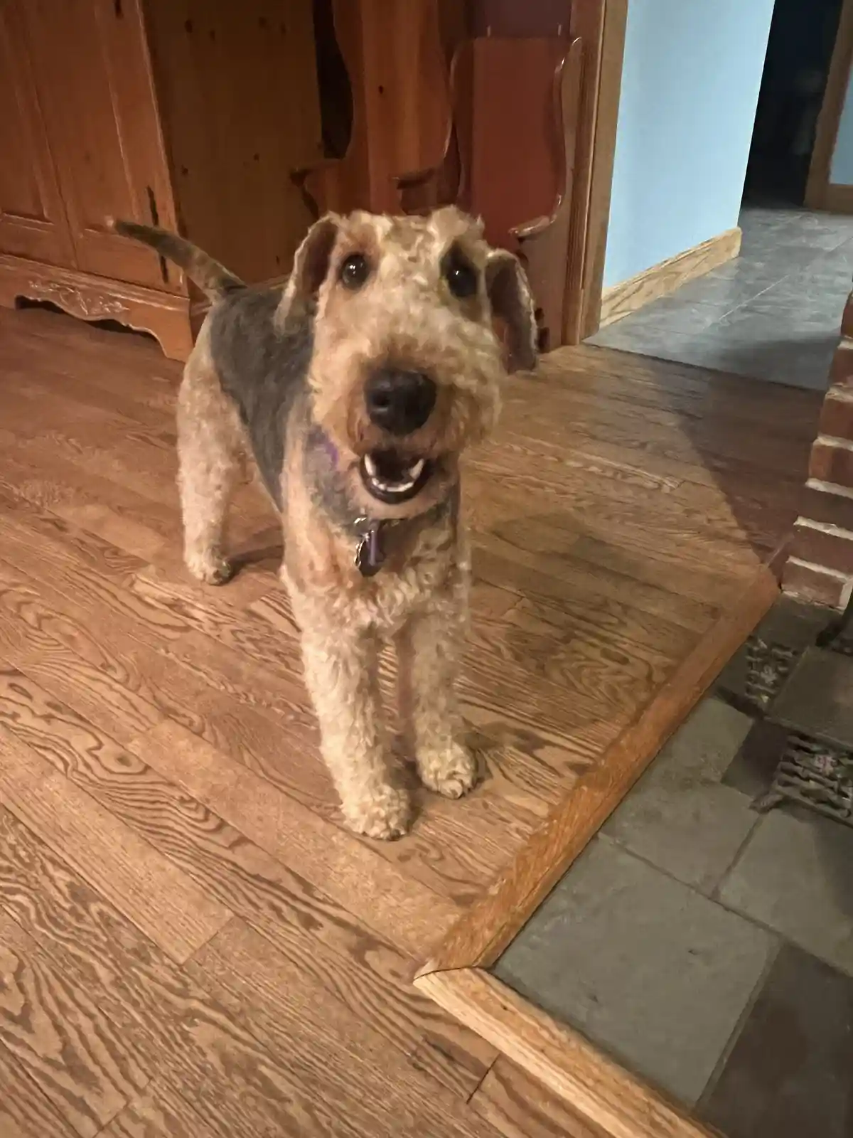 A scruffy, wiry-haired dog with a tan and gray coat stands on a wooden floor, looking directly at the camera with its mouth…