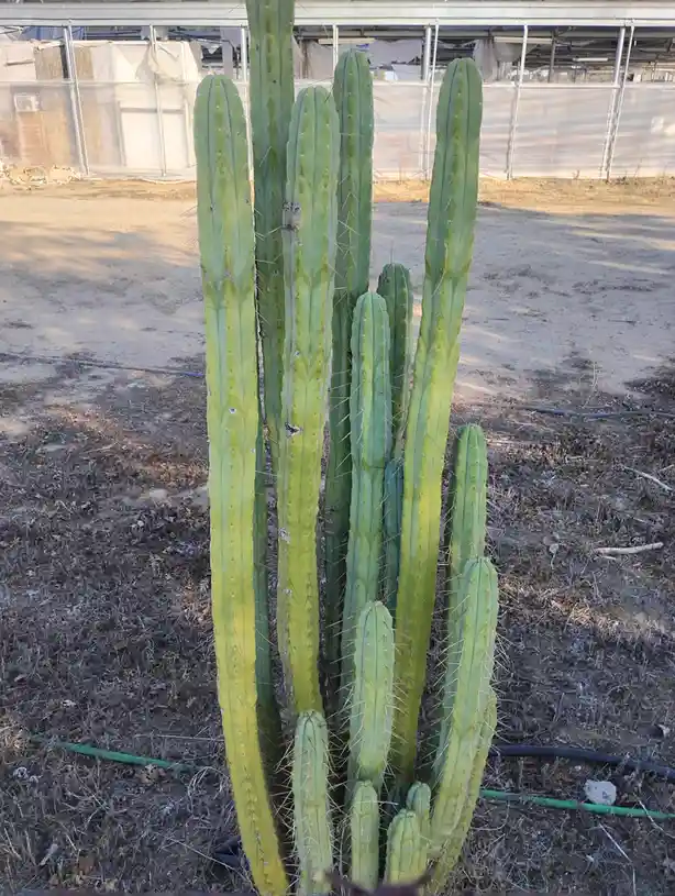 A cluster of tall, green, spiky cacti stands in dry, brown soil with a greenhouse structure in the background. The cacti…
