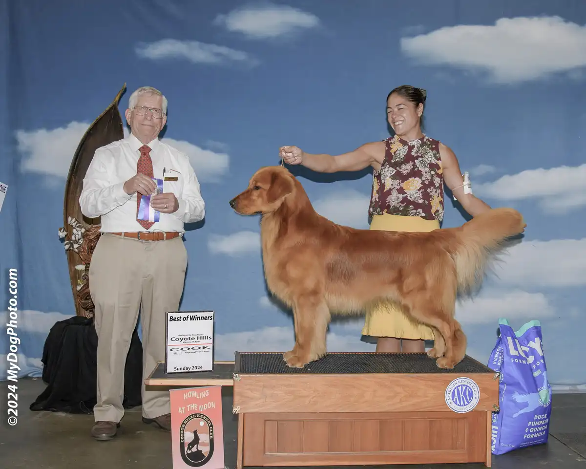 A golden retriever stands proudly on a wooden show bench at a dog competition, with its handler smiling beside it and a…