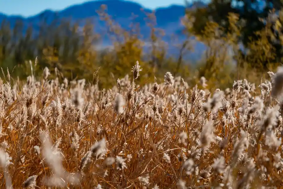 A close-up photograph of tall, feathery pampas grass in golden-brown hues, swaying gently in the foreground with blurred…