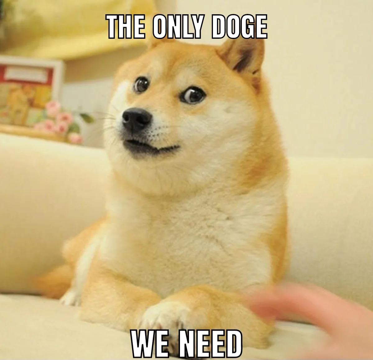 A light brown Shiba Inu dog with wide, surprised eyes sits on a beige couch, looking upward as a human finger points toward…