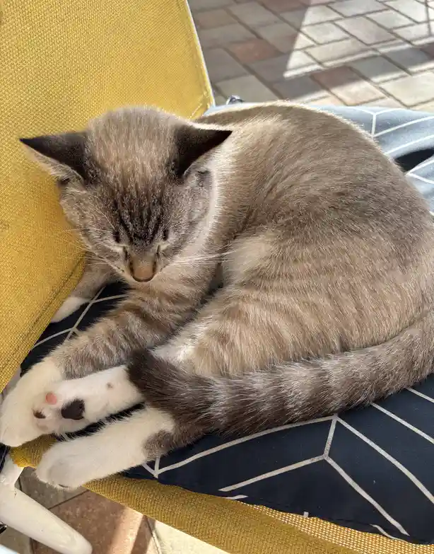 A gray and white cat is curled up sleeping on a yellow outdoor chair with a blue and white patterned cushion. The cat's eyes…