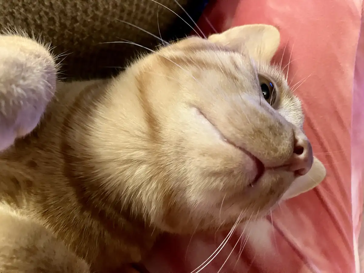 A close-up photo of a light orange tabby cat lying on its back, looking up with a contented, slightly smug expression. Its…