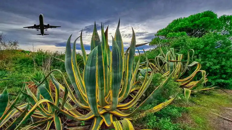 A large, spiky agave plant with green and yellow leaves dominates the foreground of a lush, green landscape under a cloudy…