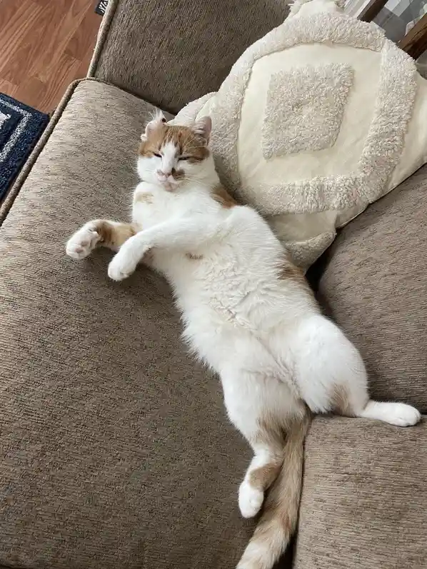 A white and ginger cat is lying on its back on a brown couch, paws up, eyes half-closed in a relaxed, sleepy pose. It is…