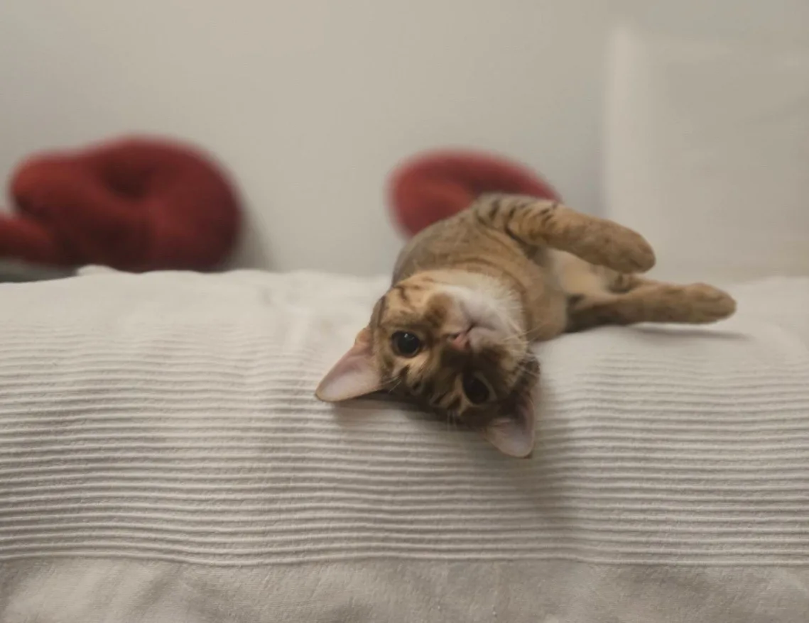 a tabby cat lies on its back on a white textured pillow, looking up with wide eyes, while two red fuzzy objects are blurred…