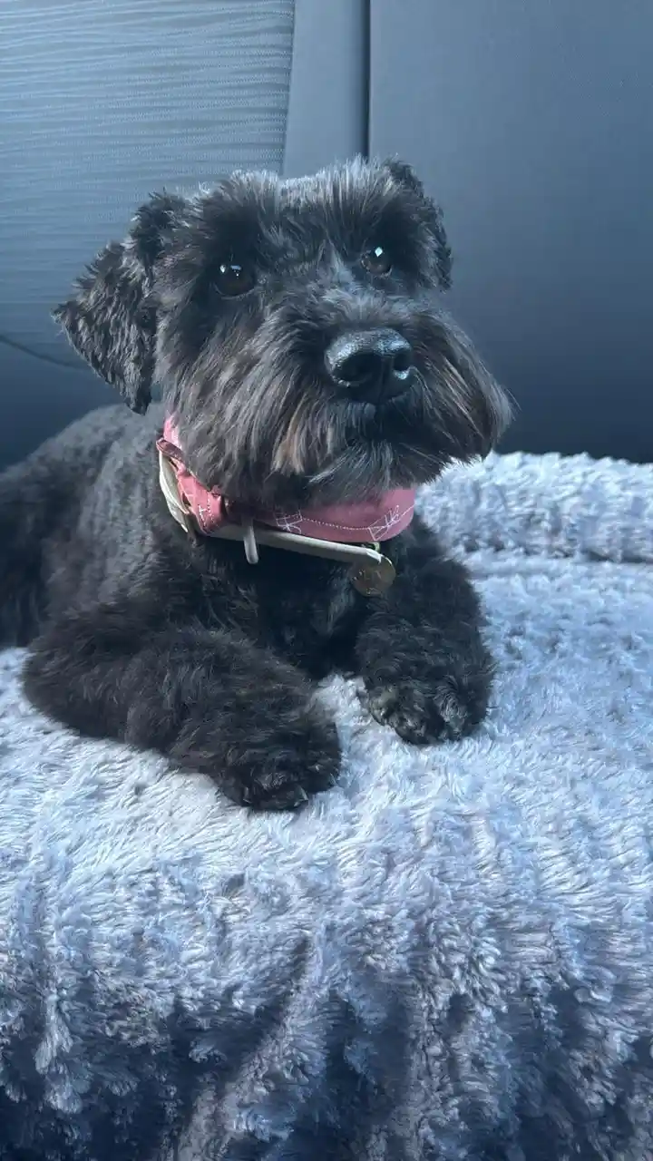A black, shaggy dog with a pink collar and a gold tag rests on a fluffy gray blanket, looking directly at the camera with a…