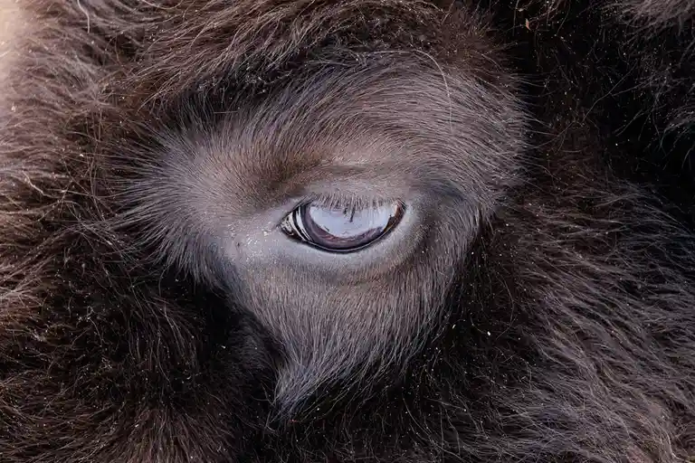 A close-up photograph shows the intense, reflective eye of a dark-furred animal, likely a bison or buffalo, surrounded by…