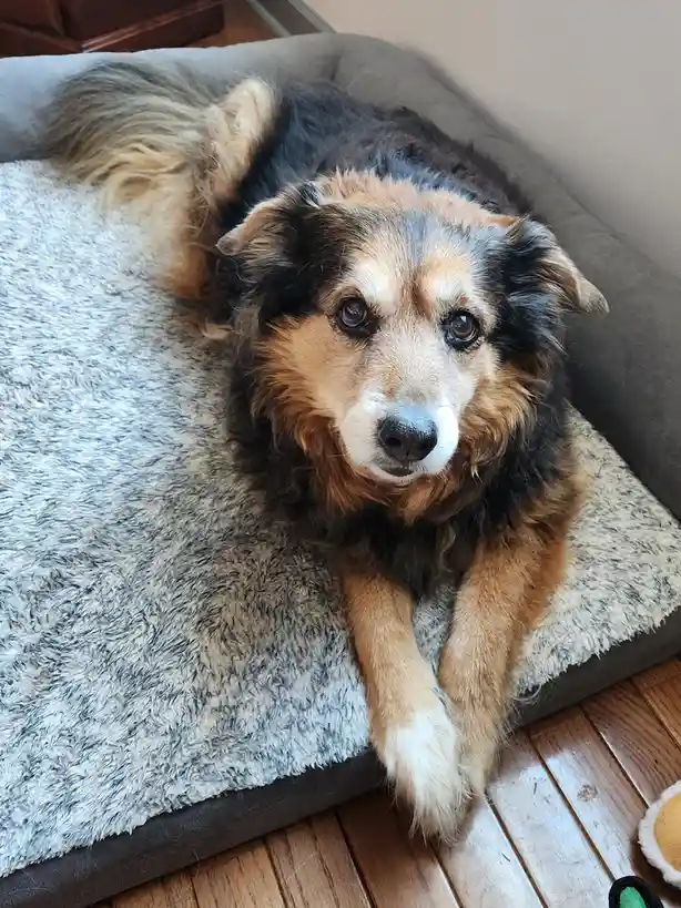 A fluffy, tri-colored dog with brown, black, and white fur lies on a grey, plush dog bed, looking directly at the camera…