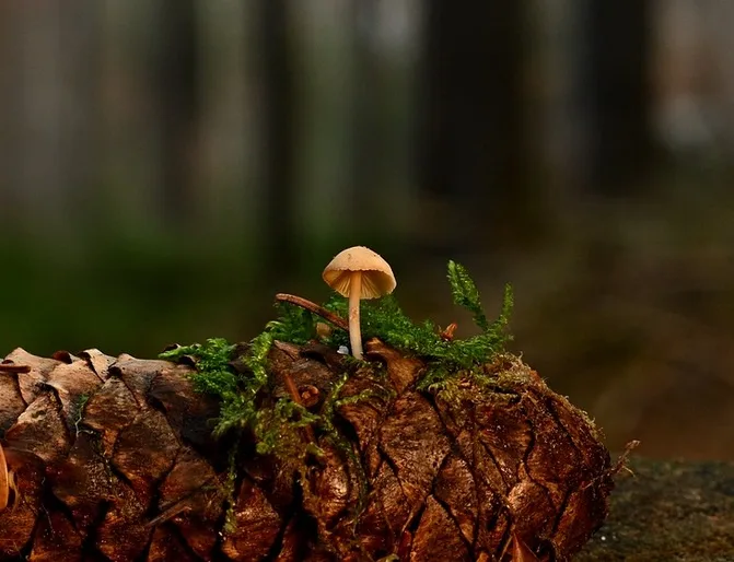 A small, light-brown mushroom with a rounded cap grows from a moss-covered pinecone in a forest. The pinecone's textured…