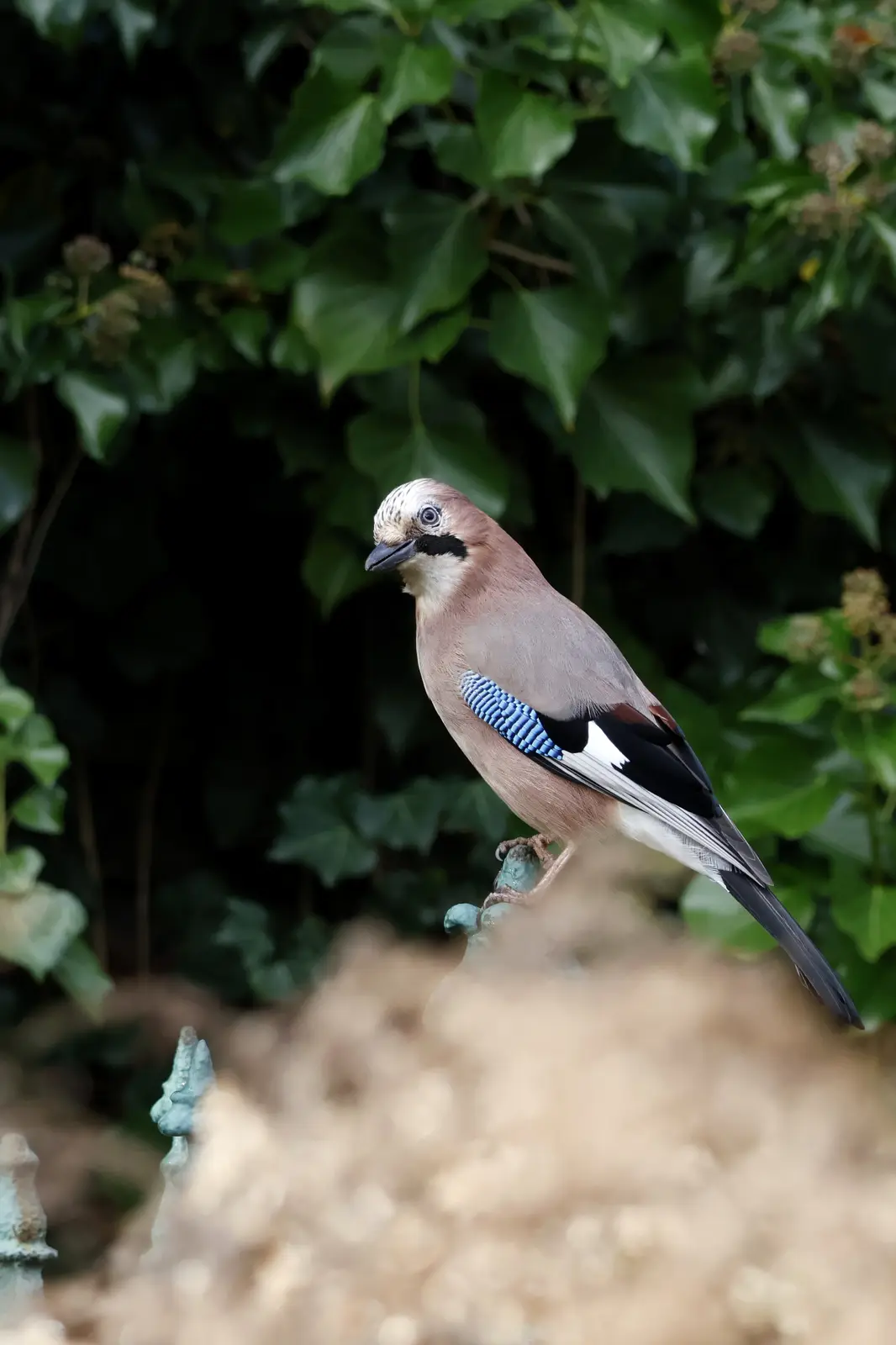 A Eurasian jay perches on a weathered, verdigris-covered metal structure against a backdrop of dense green ivy. The bird has…
