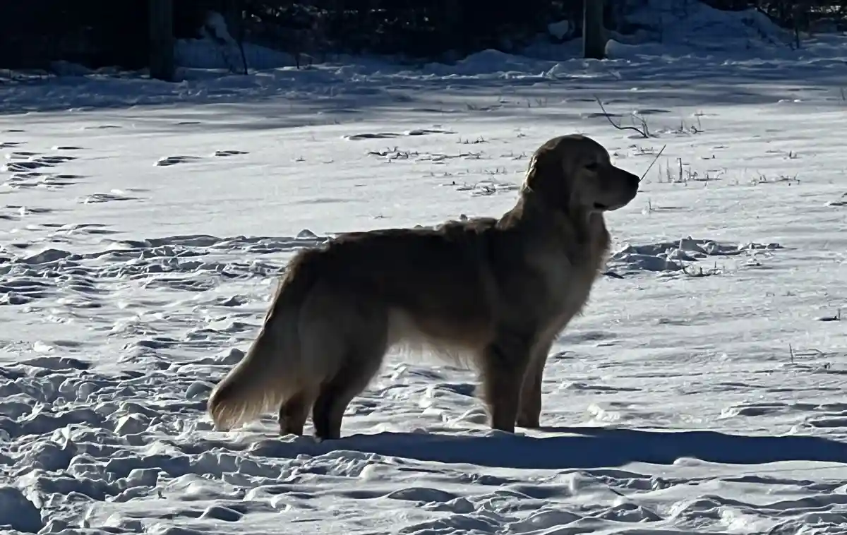 A golden retriever stands in a snowy field, its fur catching the sunlight, with a stick in its mouth. The overlaid text…