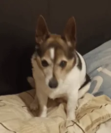 A small tricolor dog is shown in six sequential photos on a bed, starting with a neutral expression, then licking its nose…