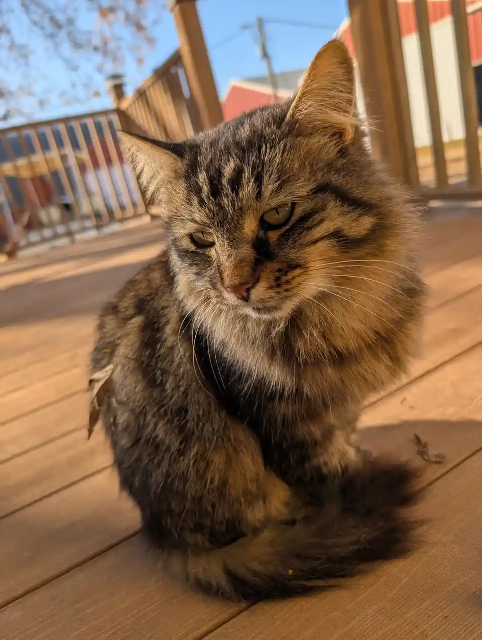 A fluffy, long-haired tabby cat sits on a wooden deck, looking directly at the camera with half-closed, unimpressed eyes…